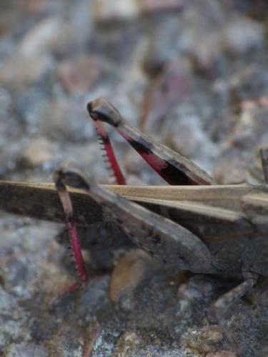 Aiolopus strepens